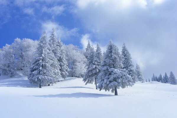 Bäume mit weiß-blauem Schnee bedeckt