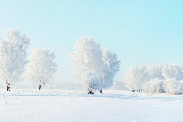 Arbres couverts de neige et congères