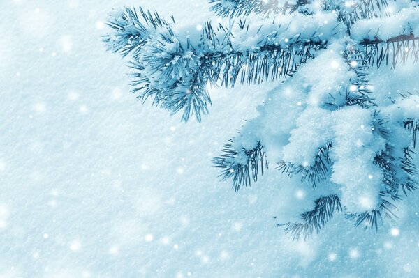 A branch of a blue spruce in the snow