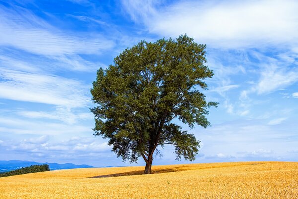 Arbre debout seul dans le champ