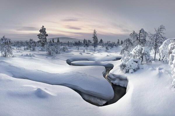 Rivière d hiver parmi la faune