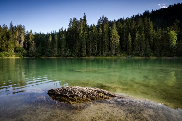 Nuotare in un fiume di montagna con vista su pini secolari