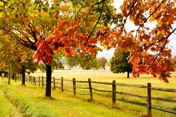 Nature in autumn. Colorful trees in the park