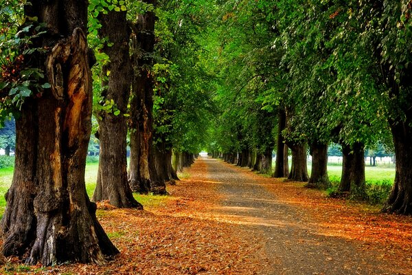 Tagsüber im Herbstpark spazieren gehen