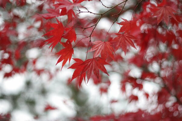 Red maple leaves on a white background