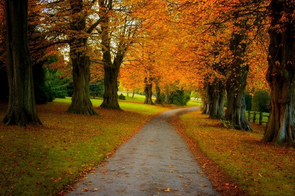 Herbstspaziergang im Park. Bunte Blätter an Bäumen