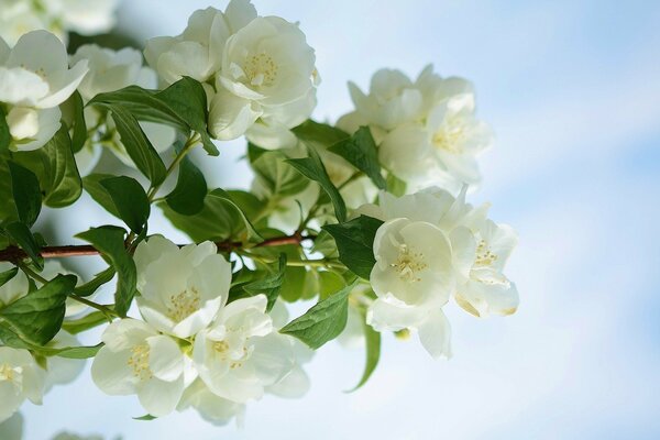 Beautiful delicate spring flowers