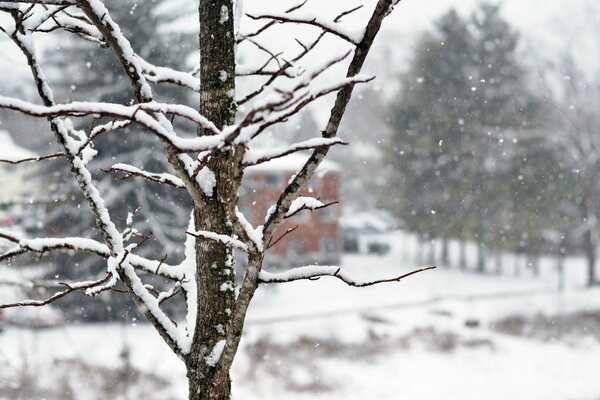 Winter Natur. Äste eines Baumes im Schnee