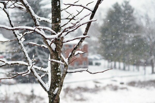 Nature hivernale. Branches d arbre dans la neige