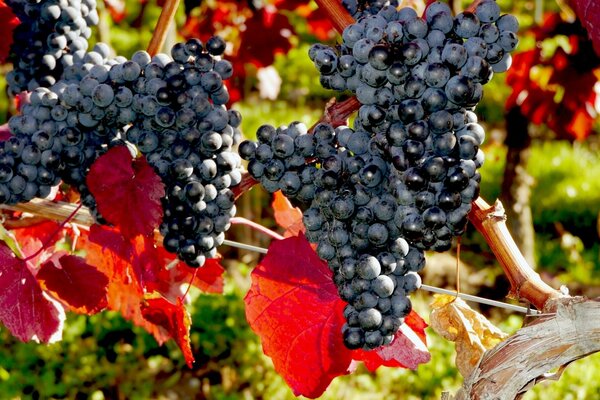 Bunches of black grapes