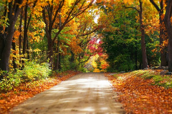 Bosque de otoño. Hojas coloridas en los árboles