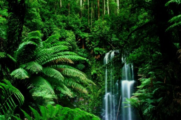 Cascada en medio de la selva verde