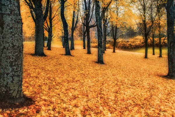 Herbstwald. Helle Blätter unter dem Baum