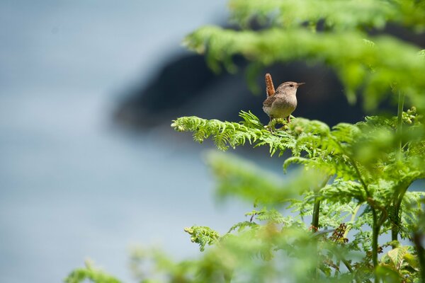 Photo de gros plan d un oiseau sur une branche