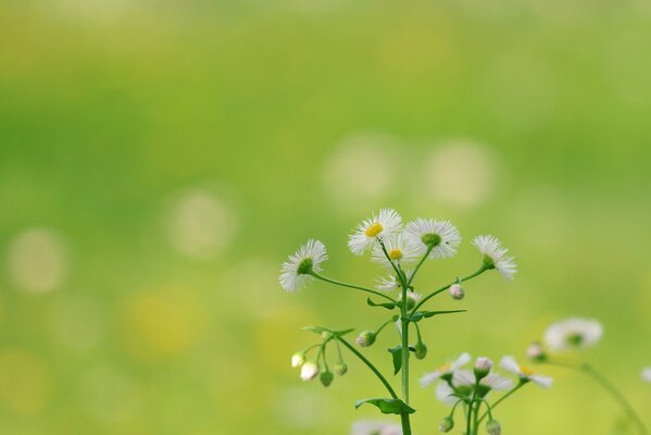 Marguerite douce des champs sur fond de verdure