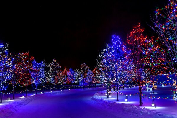 Christmas trees on a snowy street