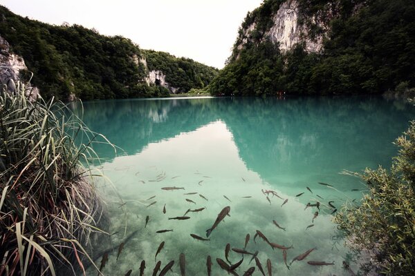 Peces en el lago transparente Po entre las montañas