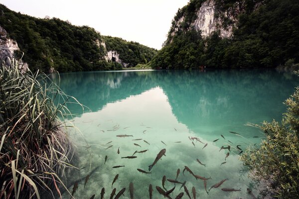 Рыбы в прозрачном озере по среди гор