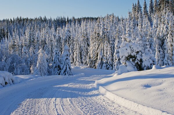 Árboles de invierno en la nieve y el camino