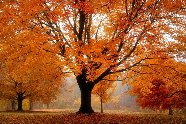 En el parque en otoño es muy bonito, todo es naranja