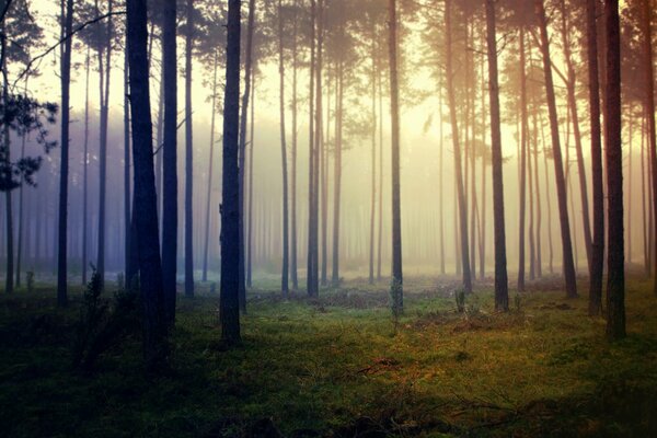 Nebel, der Bäume im Wald umhüllt