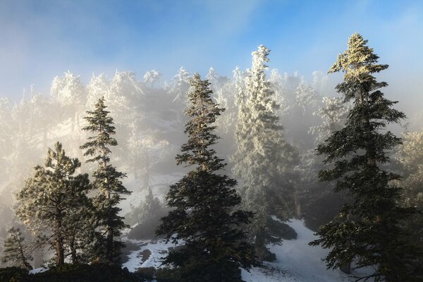 Winter forest with dark tall fir trees