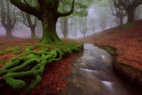 Bosque de cuento de hadas del país Vasco