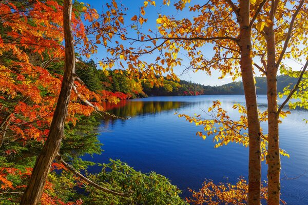 Vista del lago attraverso gli alberi autunnali