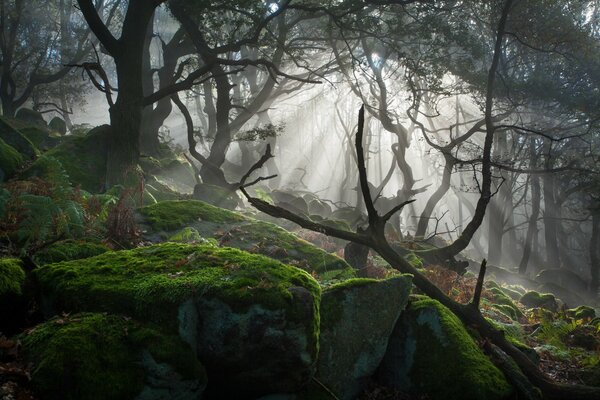 The sun s rays fall on the moss