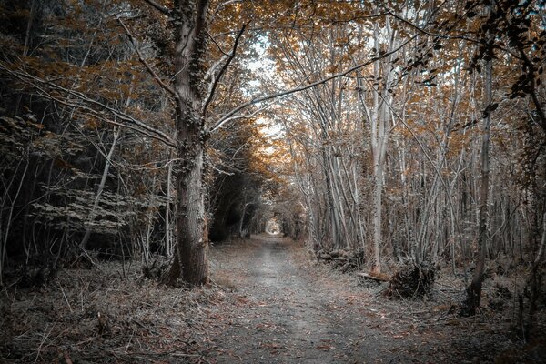 A long road in the autumn forest