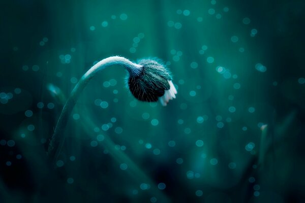 Macro shooting of a flower on a dark background