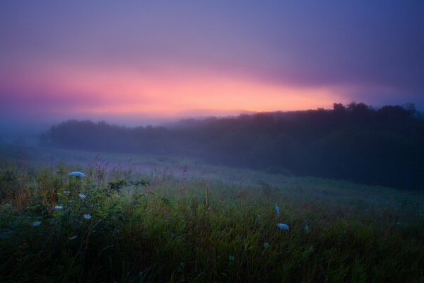 Frühsommermorgen mit Nebel