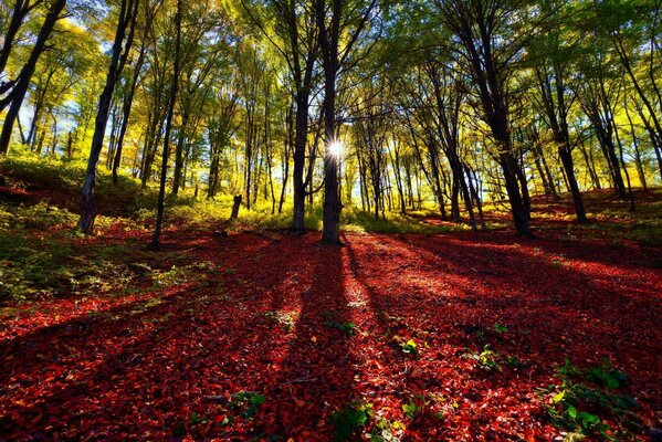 An unusual forest against the background of the sun