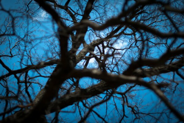 Ночью ветки деревьев похожи на паутину