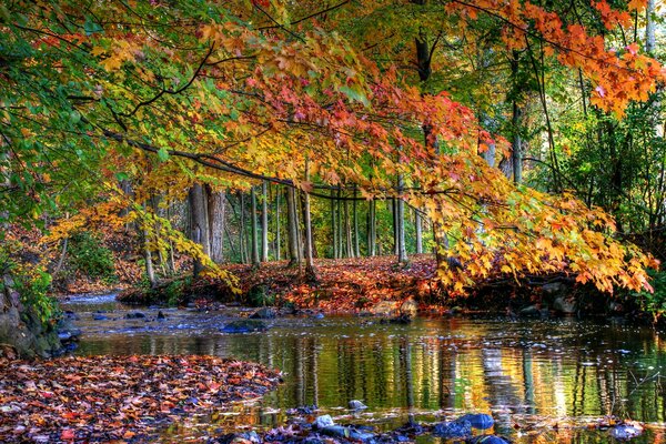 Ein Fluss, der im Herbstwald liegt