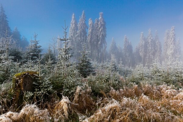 Foresta di gelo ed erba in brina