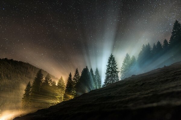 Amanecer en el bosque. Los primeros rayos del sol