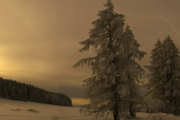 Puesta de sol de invierno en el bosque checo