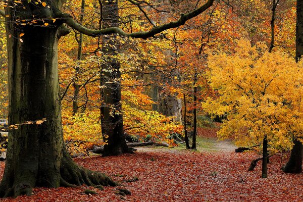 The forest dressed in autumn crimson