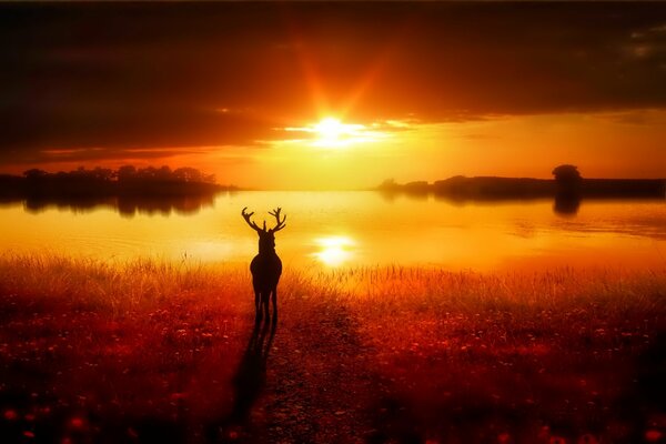 Deer by the lake at sunset in orange tones