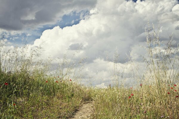 Le sentier traverse le champ