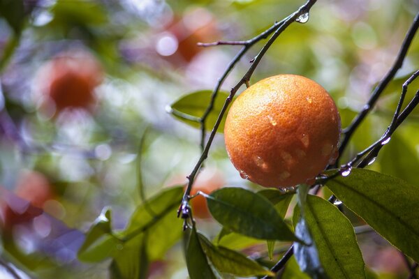 Orange branch with drops after rain