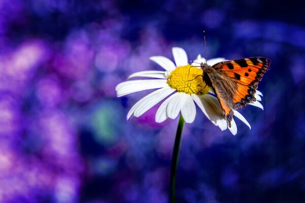 A delightful daisy on a purple background