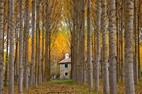 Spanische Herbstallee zum Haus