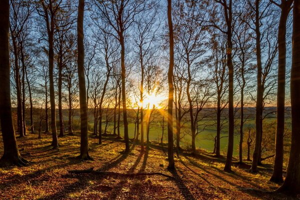 Naturwald und Sonne durch Bäume