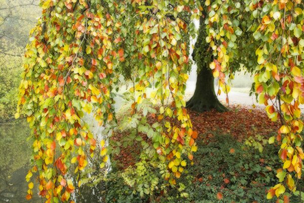 Multicolored autumn tree bowed branches