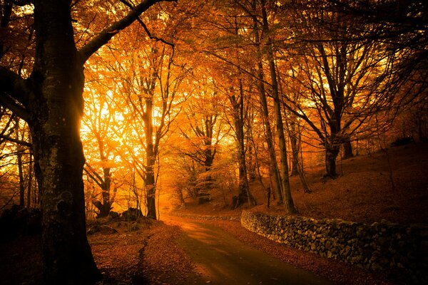 Światło przez liście drzew jesienią