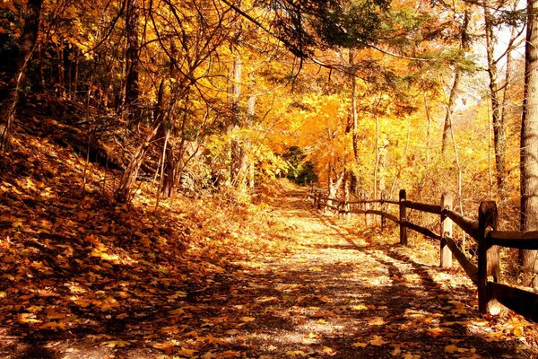 Осенний парк, жёлтая листва