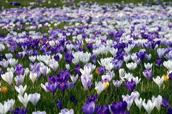 Clairière de printemps sur laquelle beaucoup de Crocus