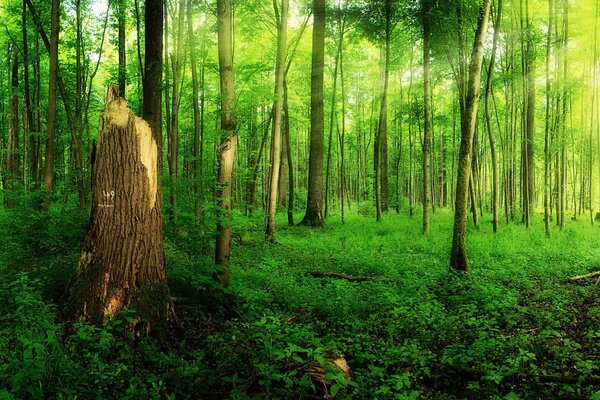 Summer forest and broken tree